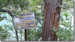 El alerce centenario