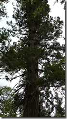 300 a&ntilde;os tiene