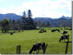 Casi no hay vacas aqui